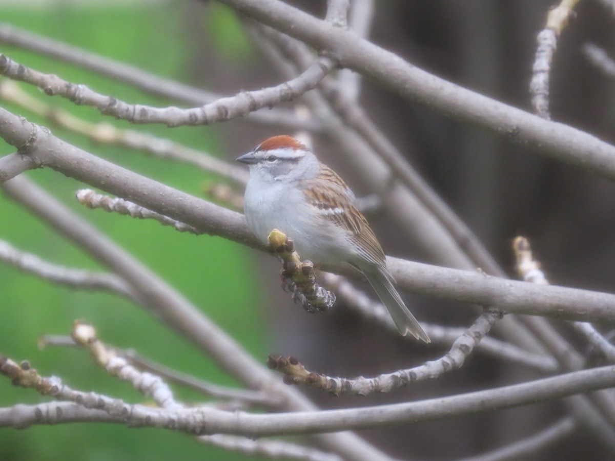 Chipping Sparrow - ML619036500