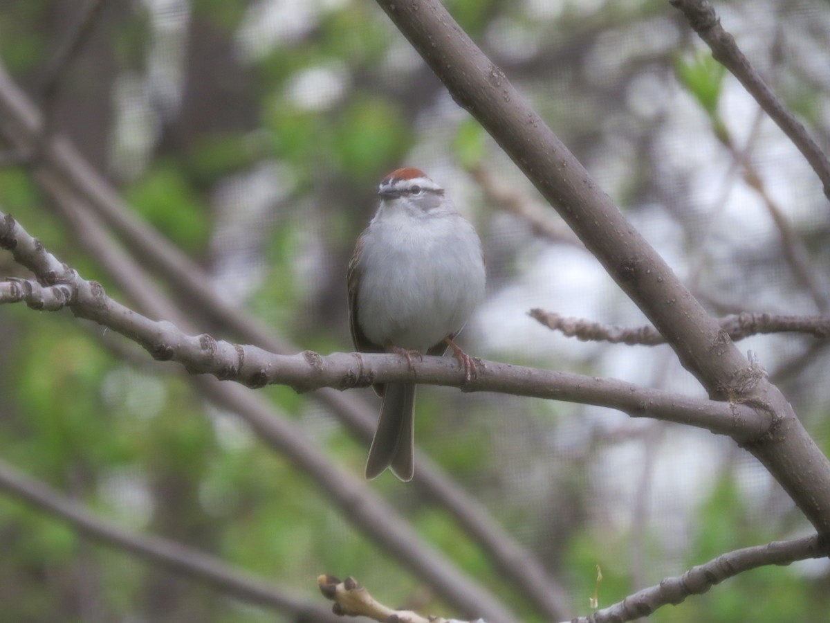Chipping Sparrow - ML619036501