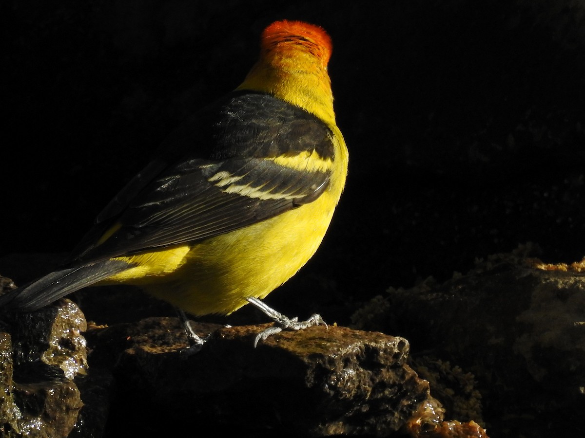 Western Tanager - ML619036506