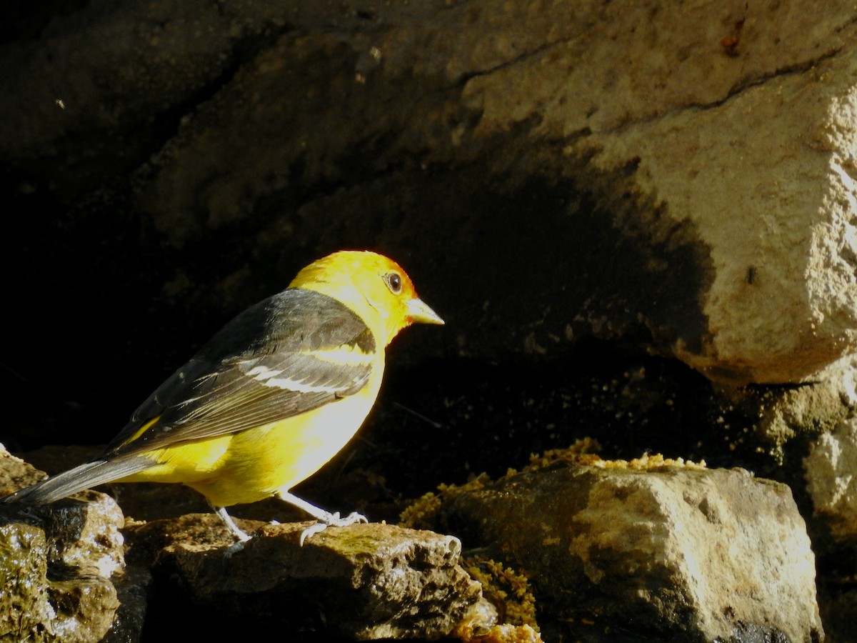 Western Tanager - ML619036510