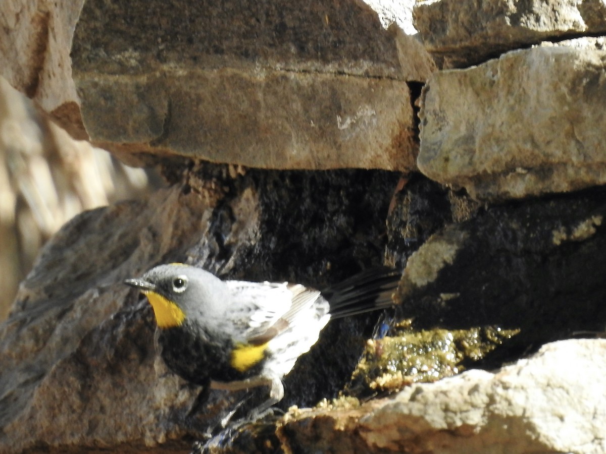 Yellow-rumped Warbler (Audubon's) - ML619036571