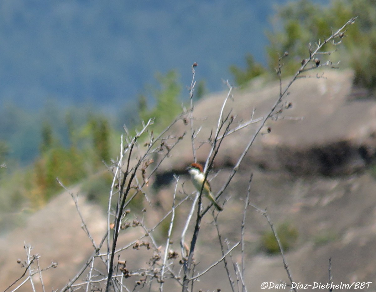 Woodchat Shrike - Anonymous