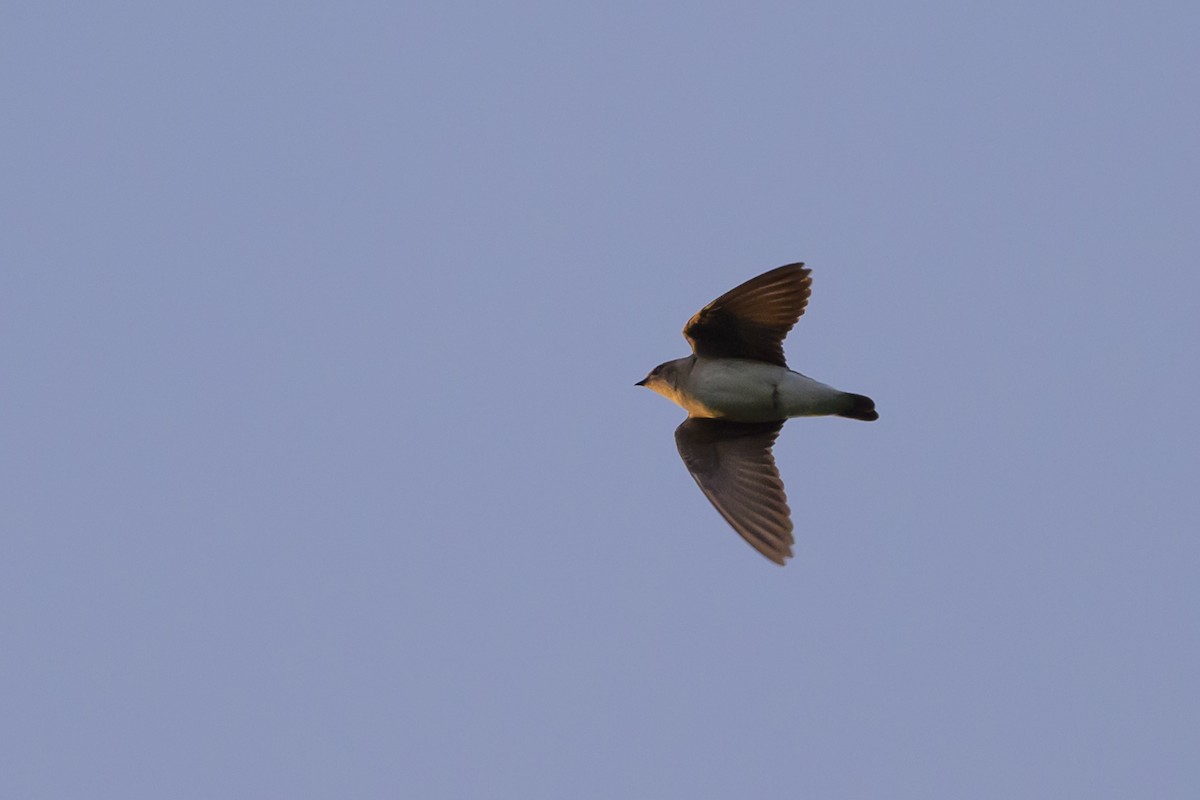 Northern Rough-winged Swallow - Stephen Davies