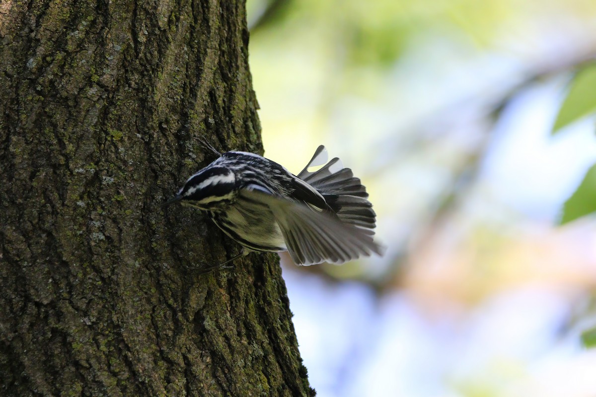 Black-and-white Warbler - ML619036599