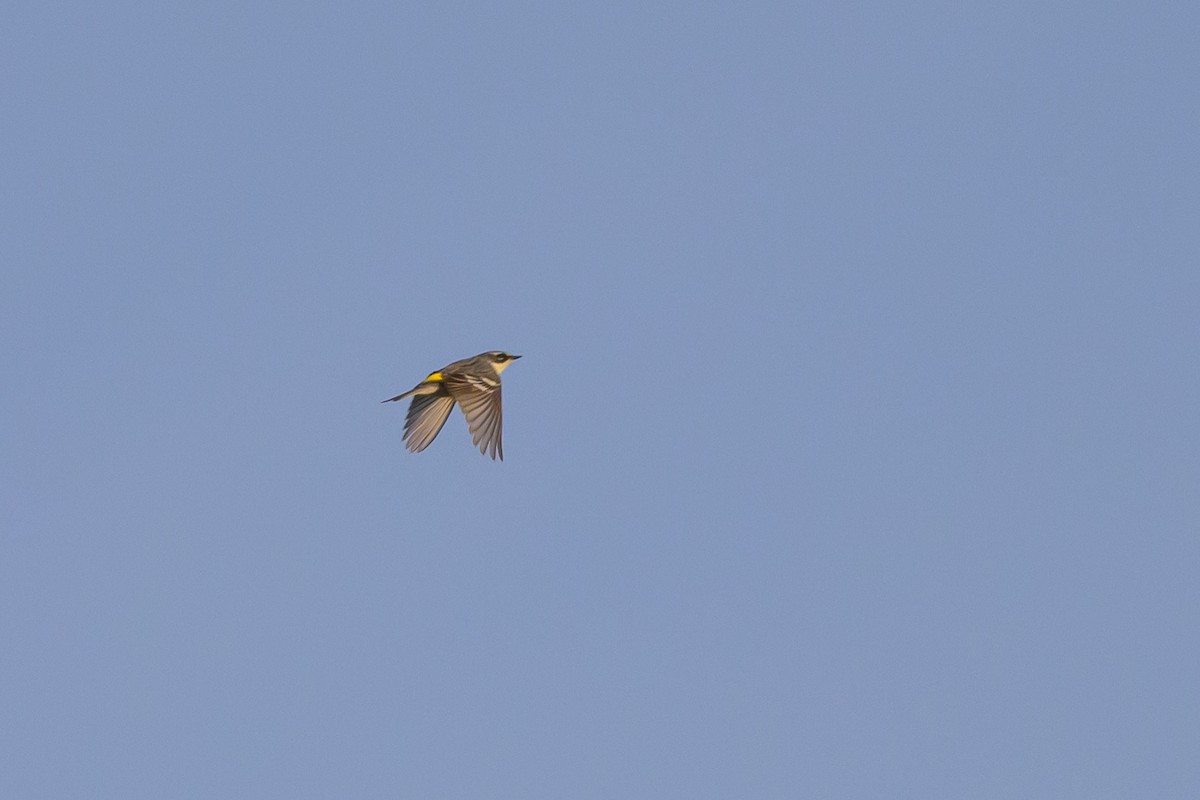 Yellow-rumped Warbler (Myrtle) - Stephen Davies