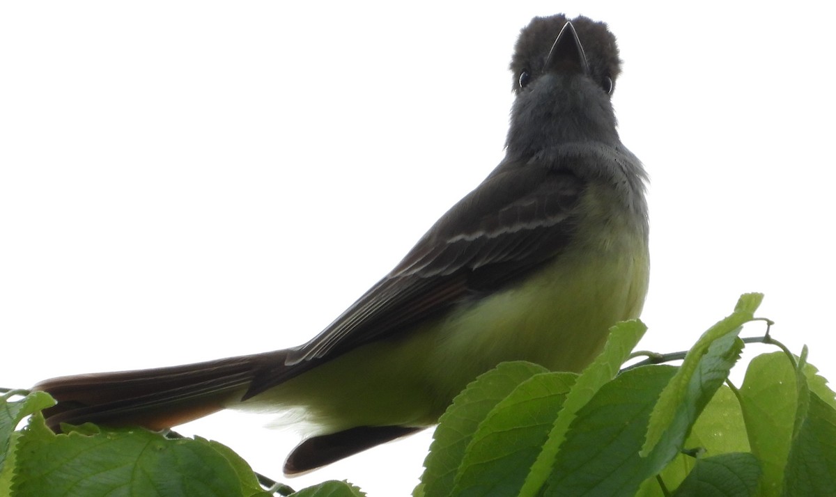 Great Crested Flycatcher - ML619036657