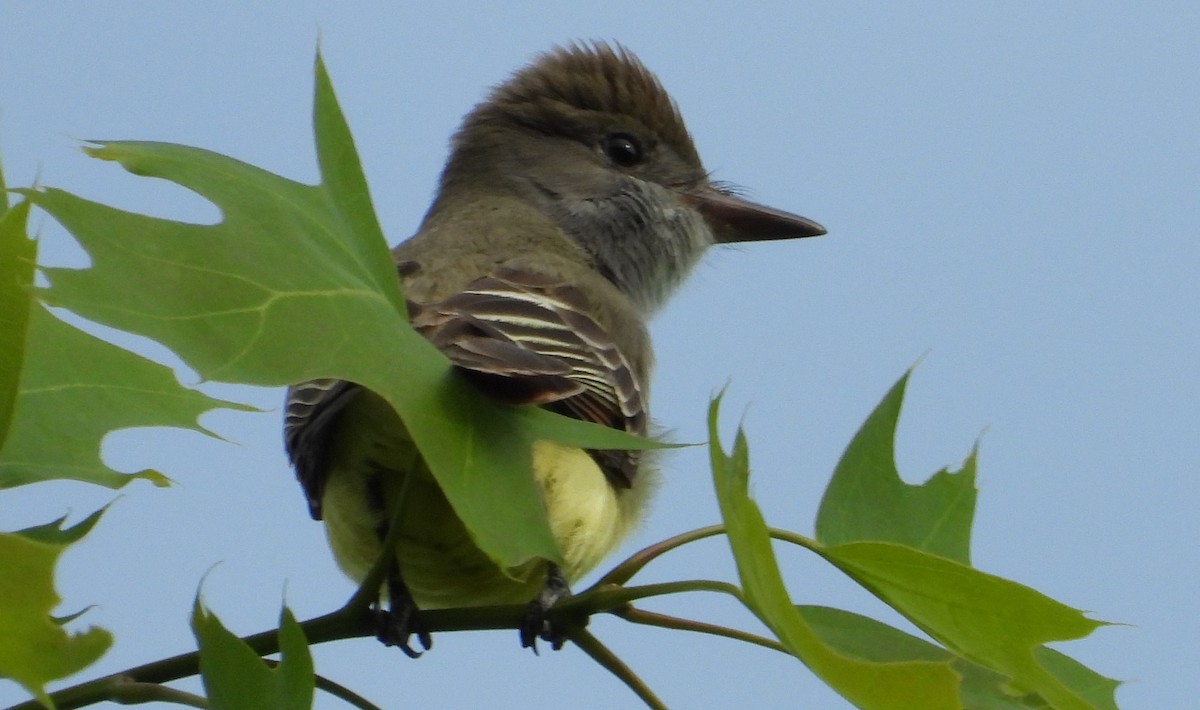 Great Crested Flycatcher - ML619036658