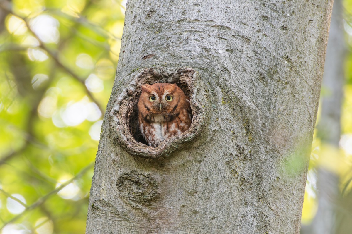 Eastern Screech-Owl (Northern) - ML619036663