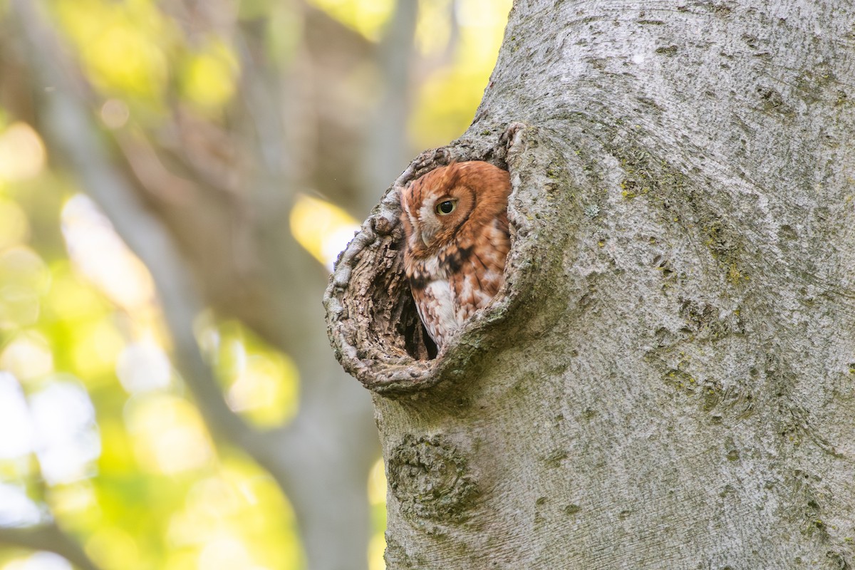 Eastern Screech-Owl (Northern) - ML619036665