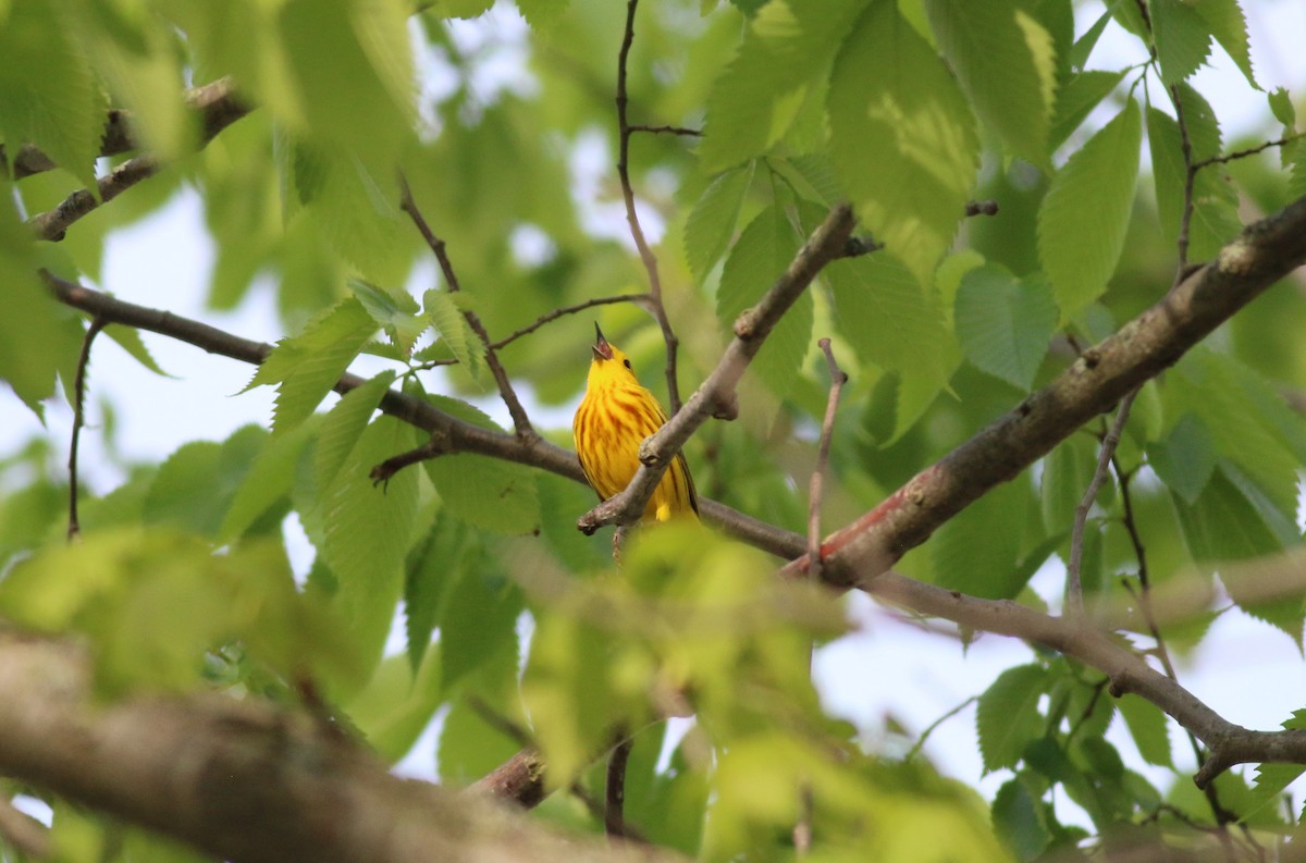 Yellow Warbler - ML619036715