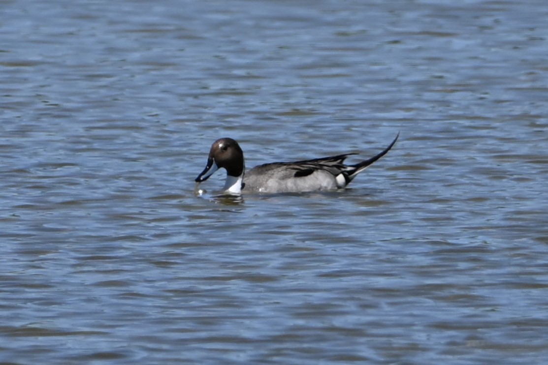 Northern Pintail - S J