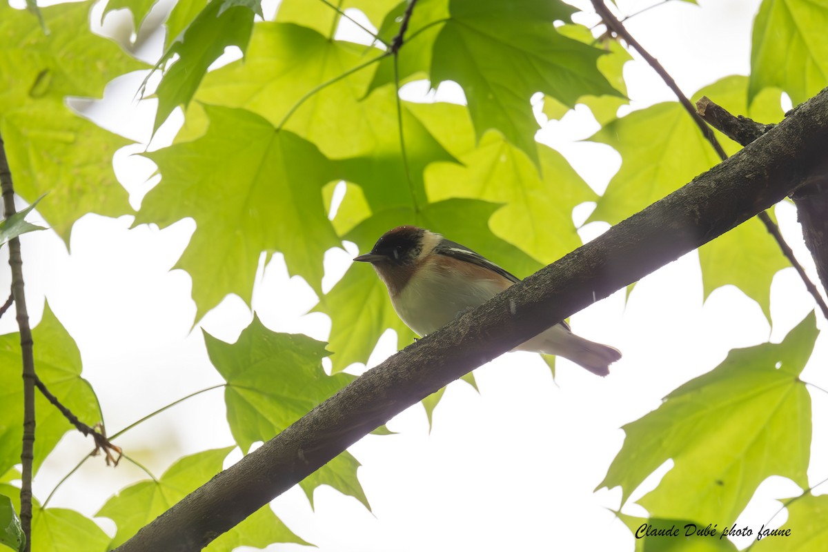 Bay-breasted Warbler - Claude Dubé