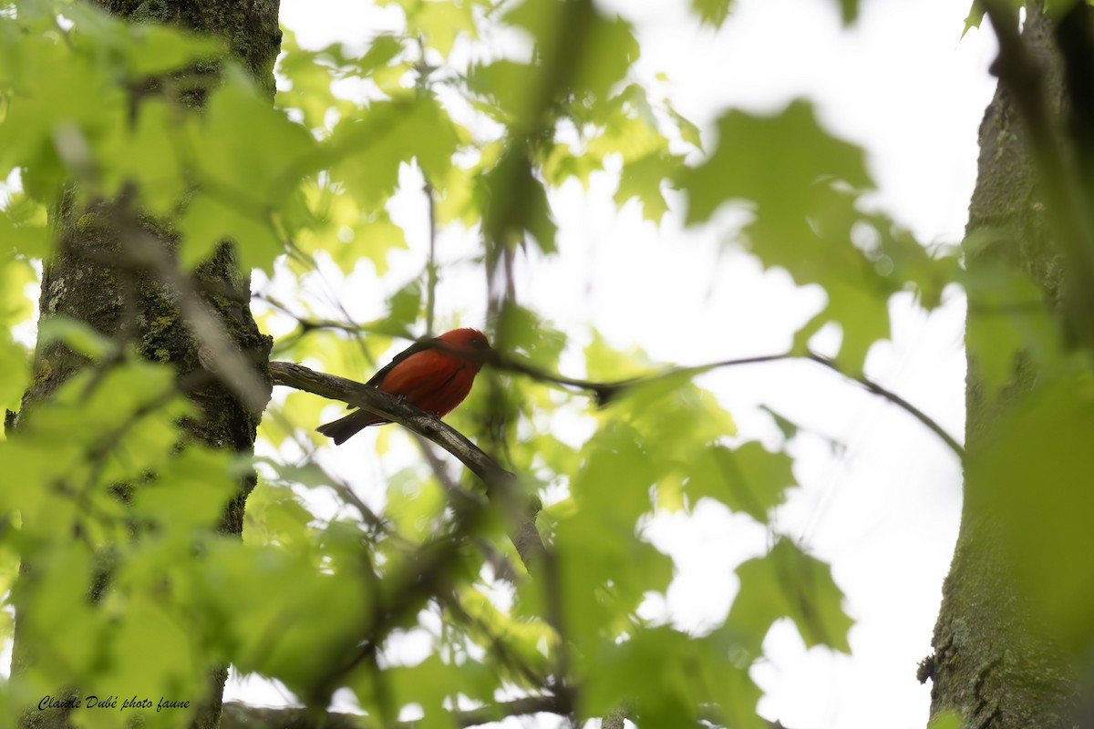 Scarlet Tanager - ML619036823