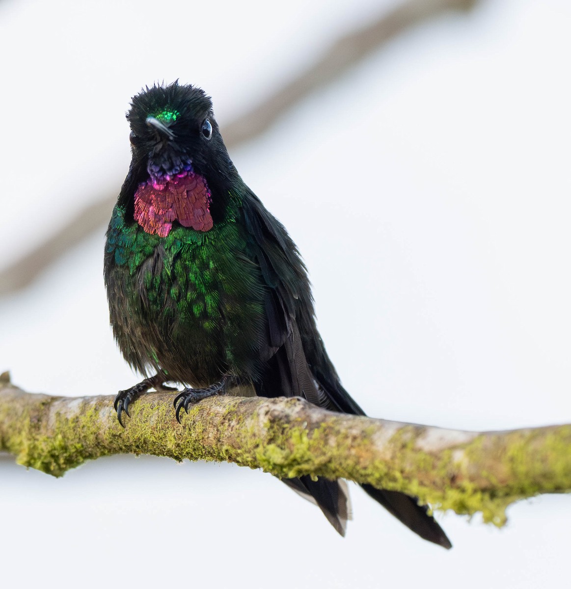 kolibřík turmalinový - ML619036840
