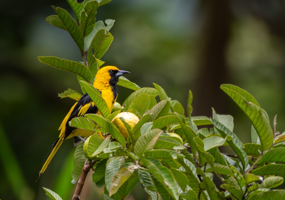 Yellow-tailed Oriole - ML619036878