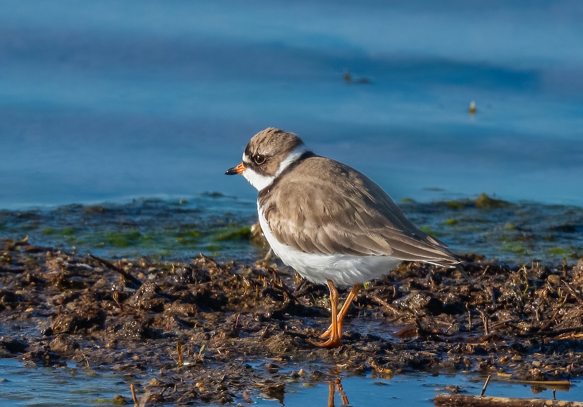 Semipalmated Plover - ML619036879