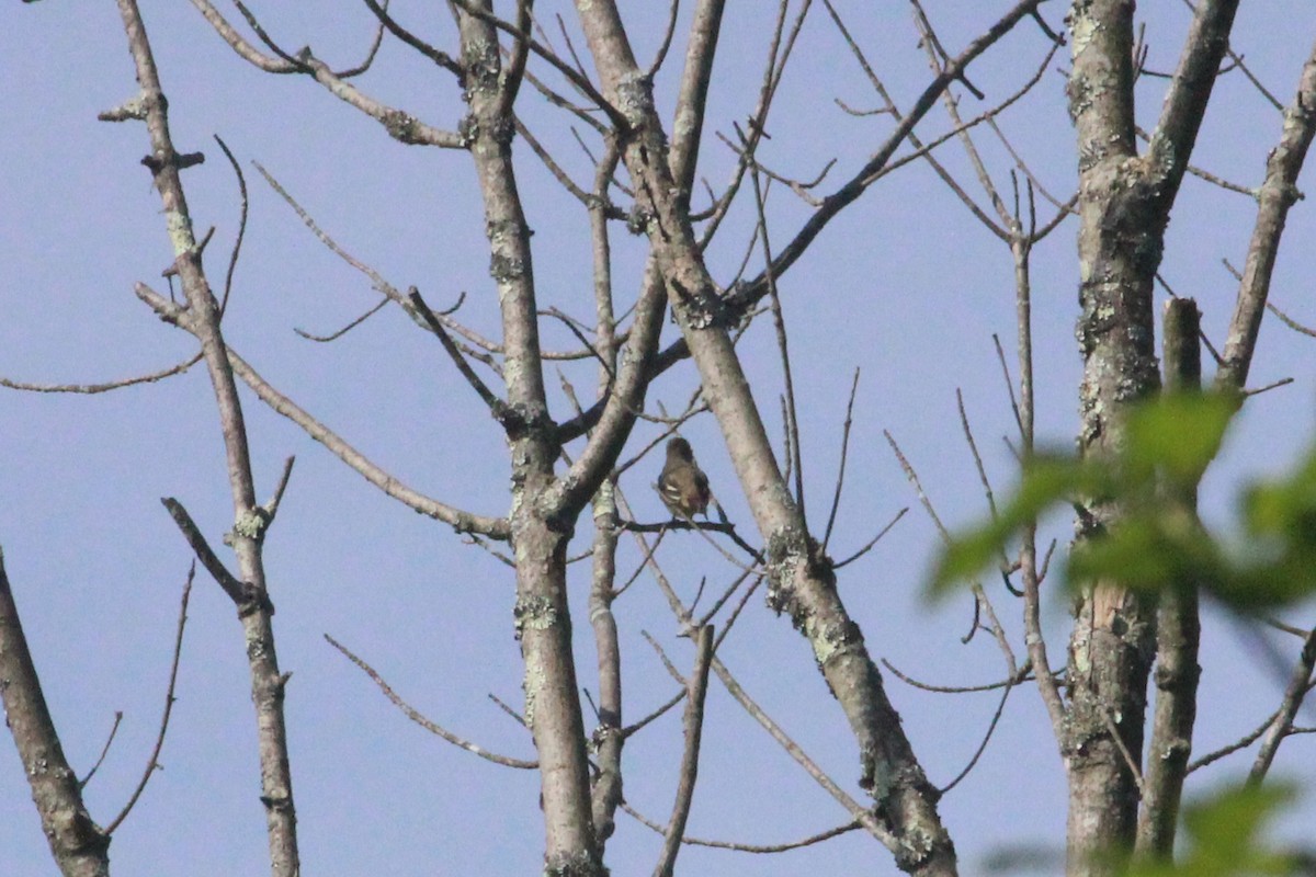 Great Crested Flycatcher - ML619036905