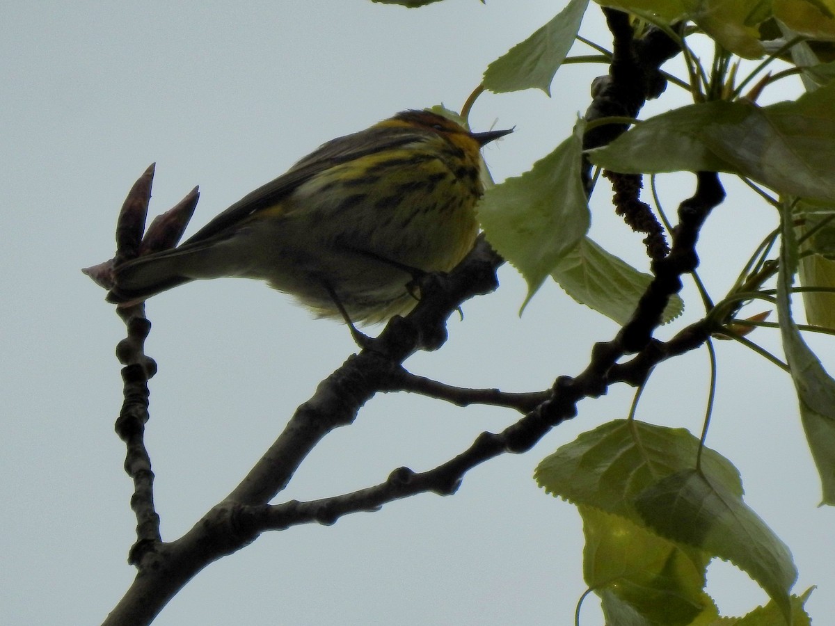 Cape May Warbler - ML619036942
