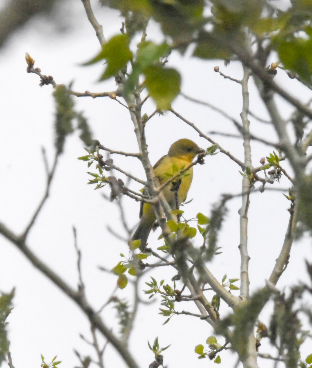 Western Tanager - ML619036951