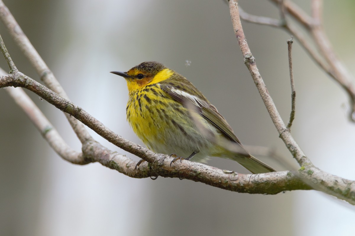 Cape May Warbler - ML619036956