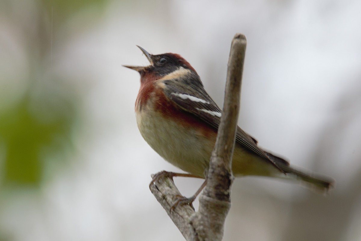 Bay-breasted Warbler - ML619036967