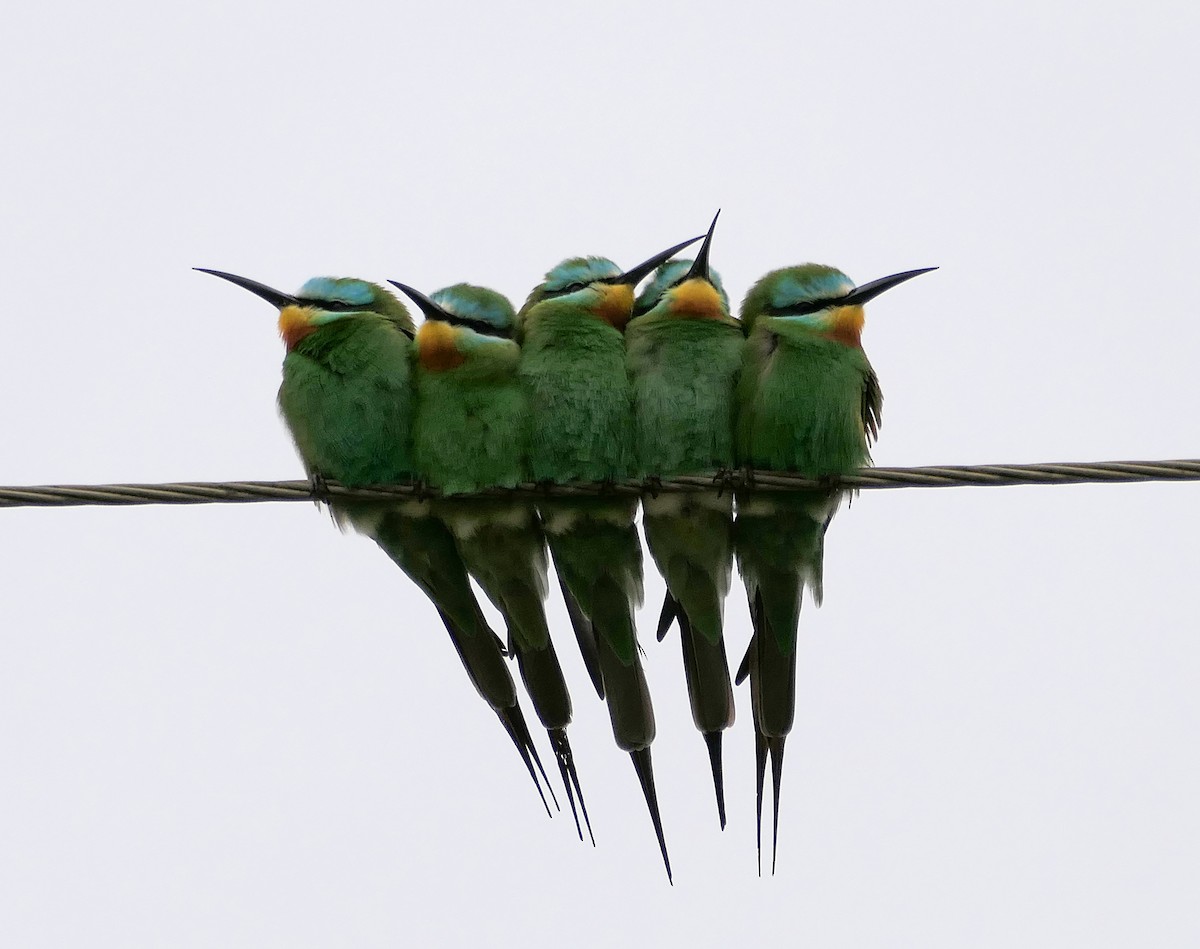 Blue-cheeked Bee-eater - ML619037007