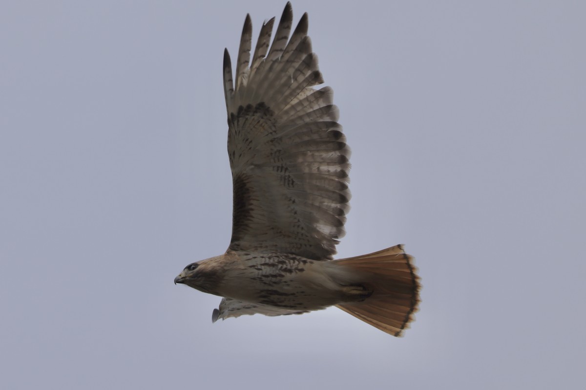 Red-tailed Hawk - ML619037041
