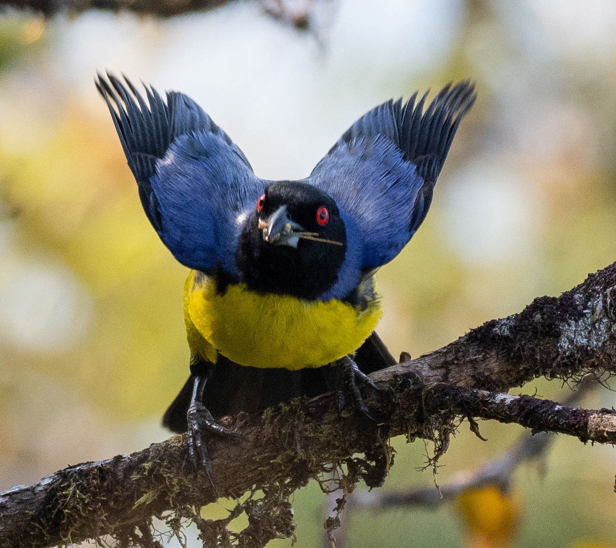 Hooded Mountain Tanager - ML619037042