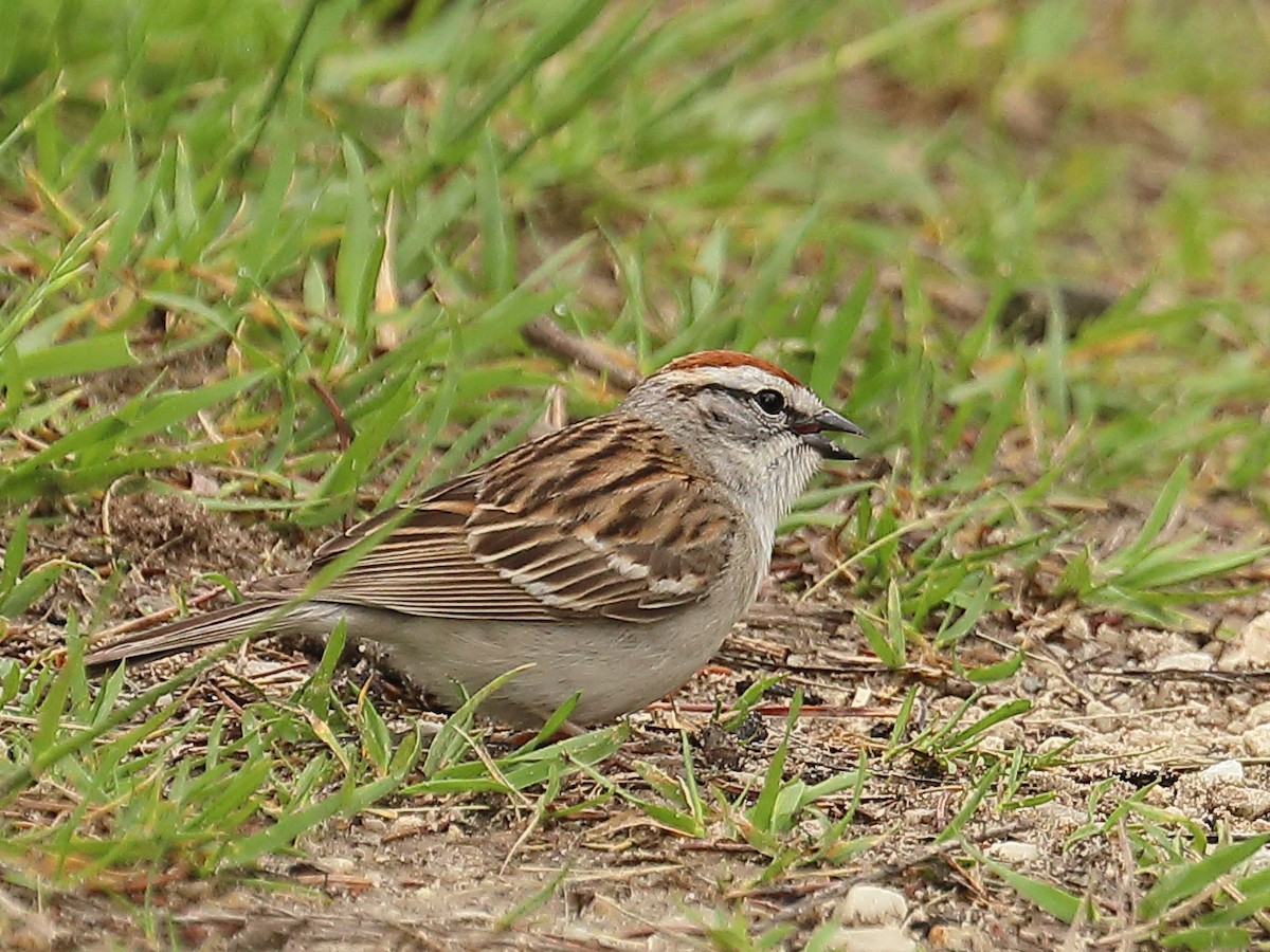 Chipping Sparrow - ML619037079