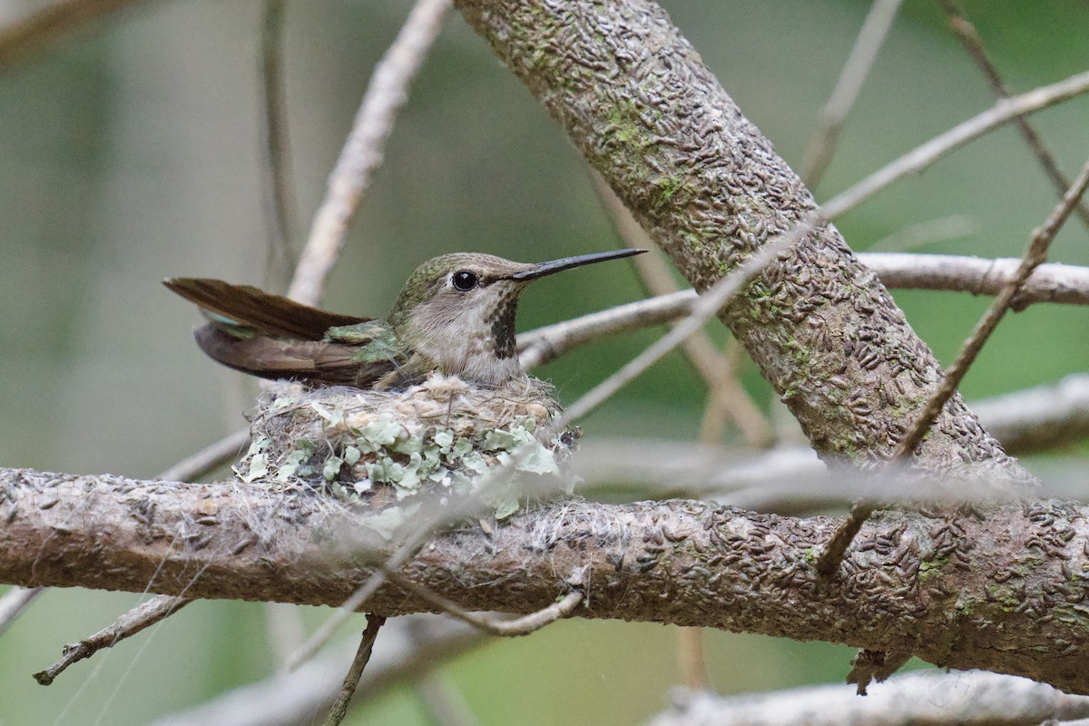Anna's Hummingbird - ML619037106
