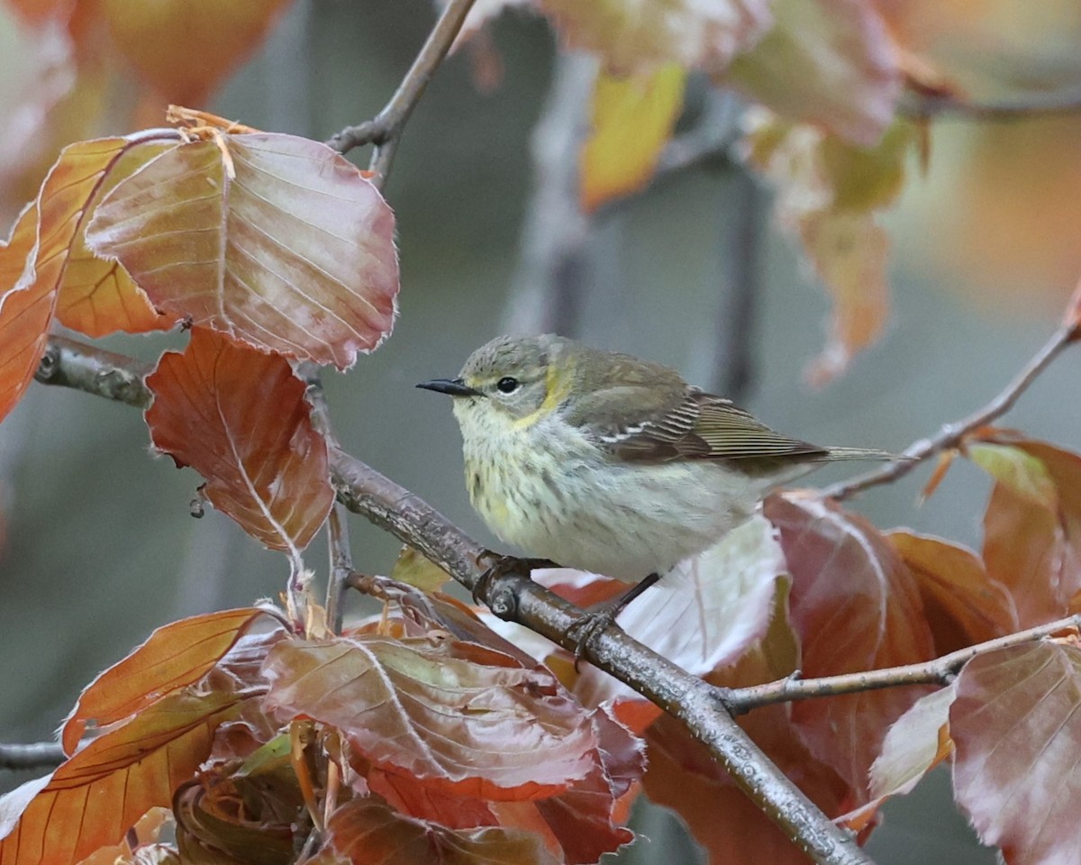 Cape May Warbler - ML619037148