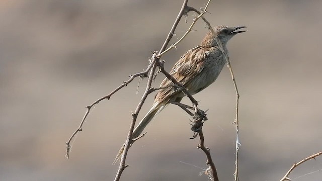 Striated Grassbird - ML619037160