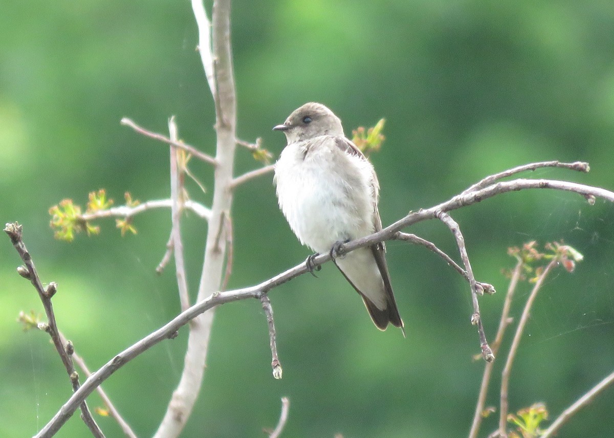Northern Rough-winged Swallow - ML619037192