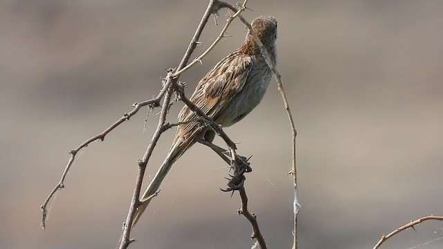Striated Grassbird - ML619037198