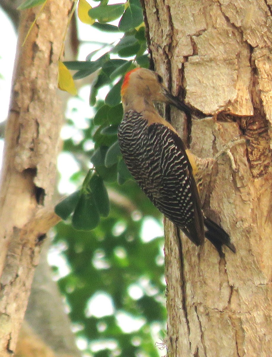 Golden-fronted Woodpecker - ML619037220