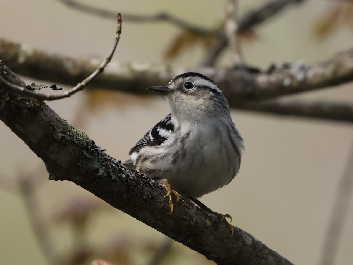 Black-and-white Warbler - ML619037221