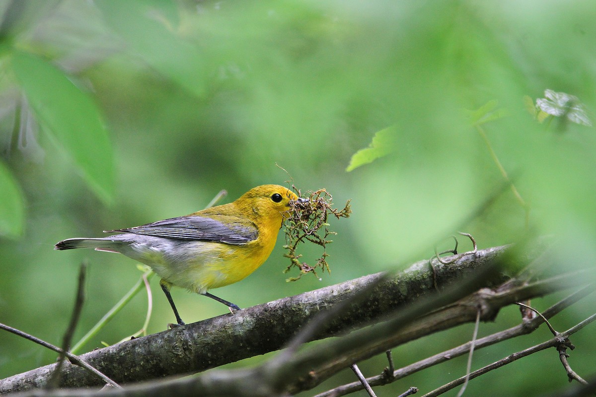 Prothonotary Warbler - ML619037254