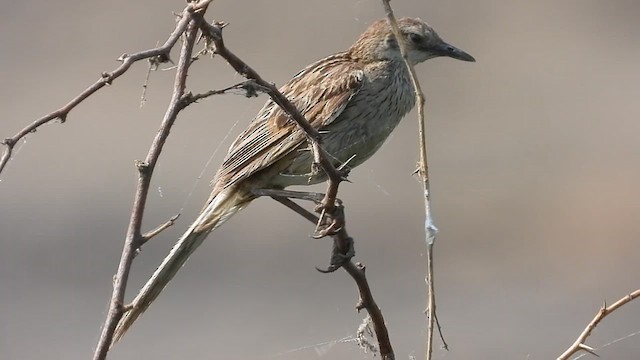 Striated Grassbird - ML619037307