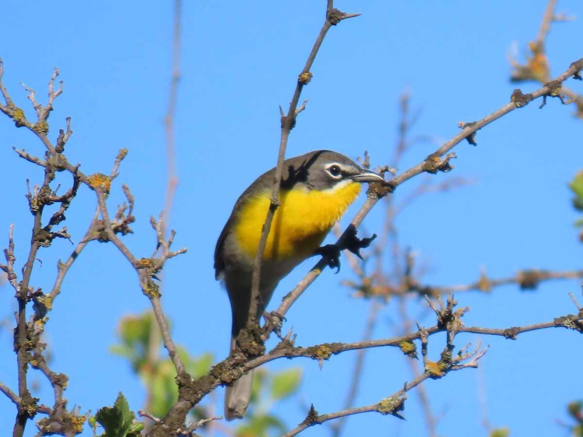 Yellow-breasted Chat - ML619037312