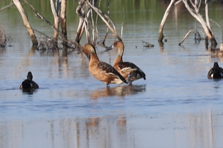 Fulvous Whistling-Duck - ML619037318