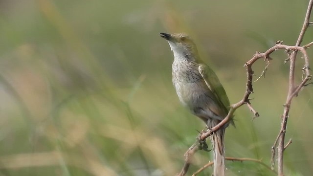 Striated Grassbird - ML619037331