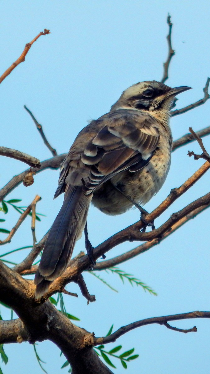 Long-tailed Mockingbird - ML619037340