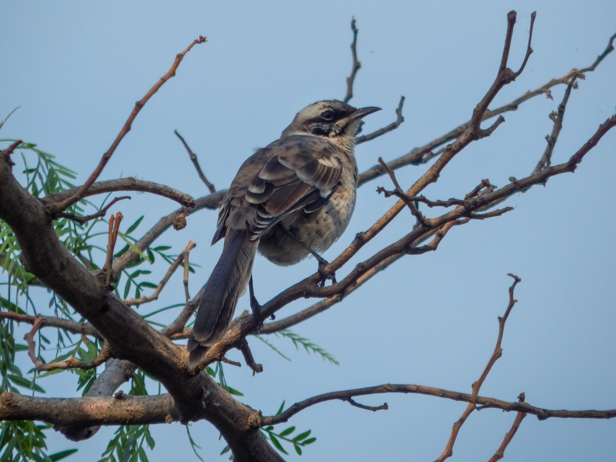 Long-tailed Mockingbird - ML619037341