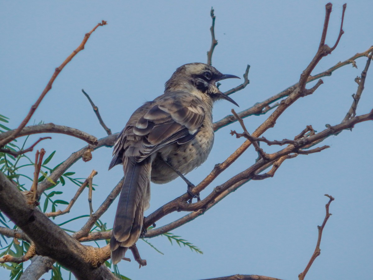Long-tailed Mockingbird - ML619037342