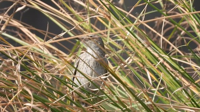 Striated Grassbird - ML619037353