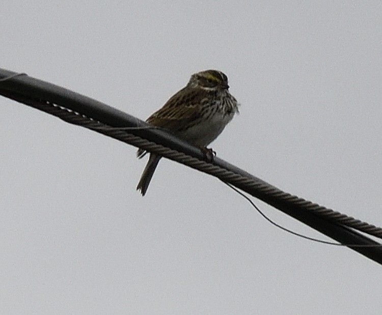Savannah Sparrow (Savannah) - ML619037358
