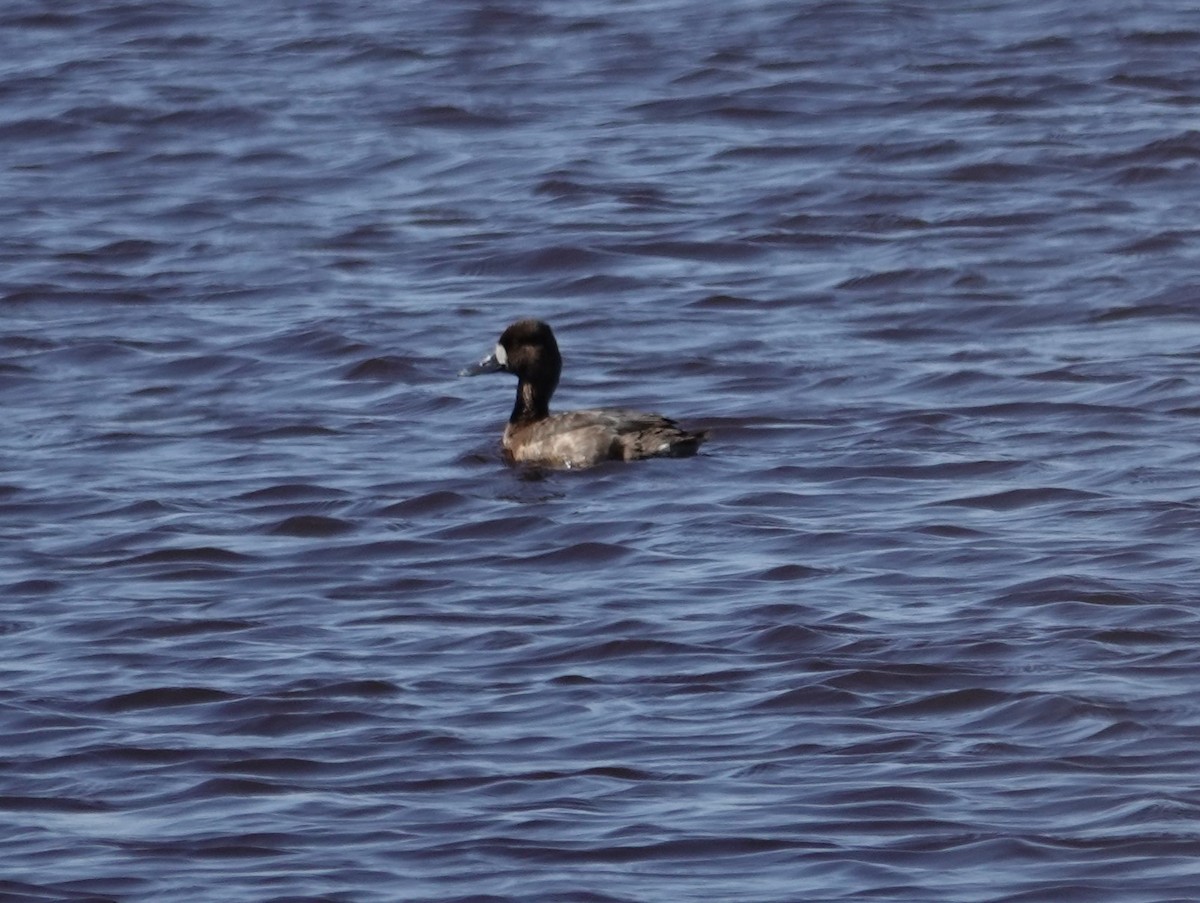 Greater Scaup - ML619037370
