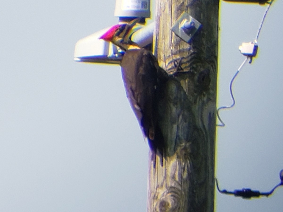 Pileated Woodpecker - ML619037430
