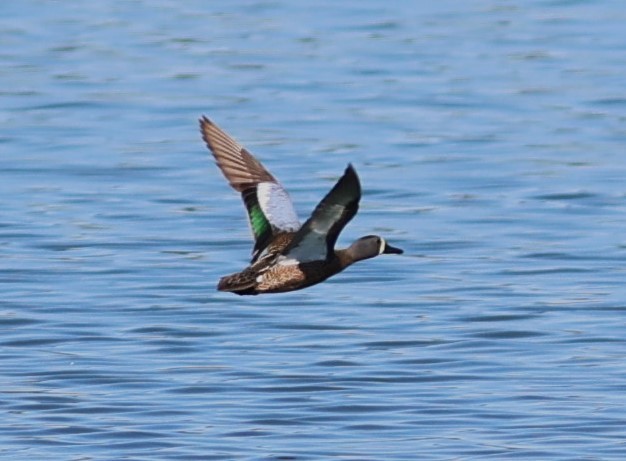 Blue-winged Teal - ML619037432