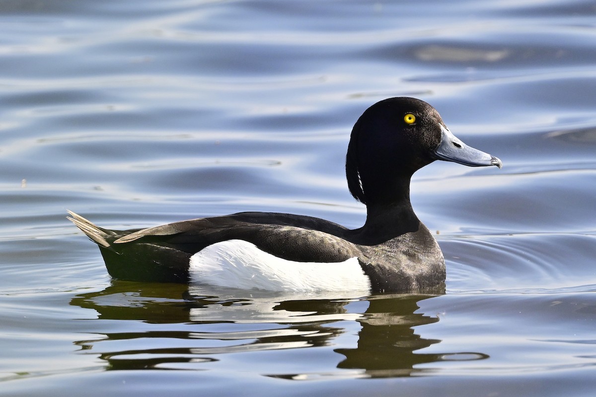 Tufted Duck - ML619037450